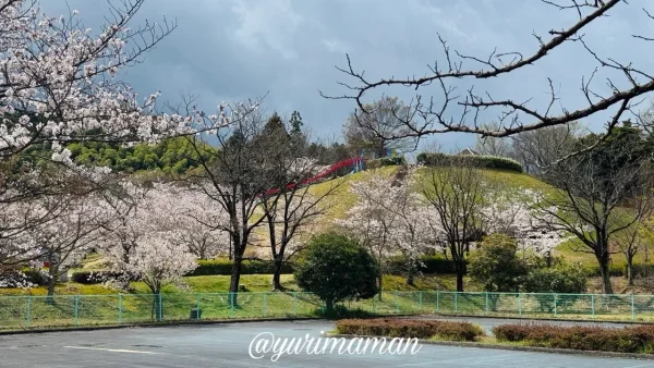 砥部町ゆとり公園の桜が広がる春の景色（見頃・2026年3月31日）