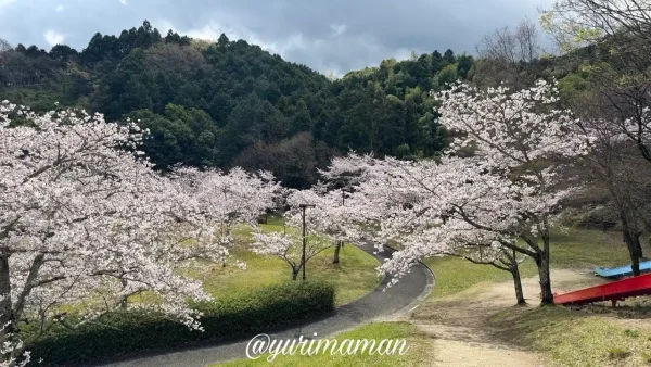 砥部町ゆとり公園の桜が広がる春の景色（見頃・2026年3月31日）3