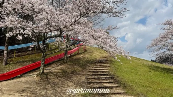 ゆとり公園の遊具と桜の風景（砥部町・2026年3月31日）