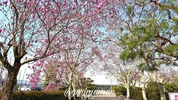 東温市 森の交流センター モクレン 開花状況 2026年3月17日-2