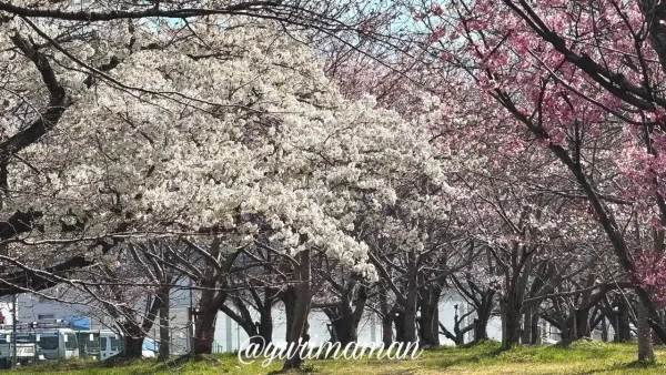 東温市 茶堂公園の桜並木 2026年3月26日 陽光桜などが見頃