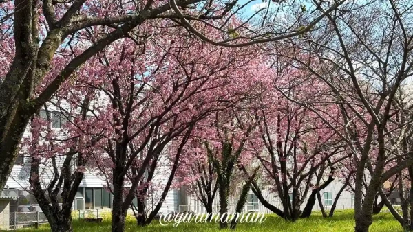 東温市 茶堂公園の桜並木 2026年3月26日 陽光桜などが見頃2