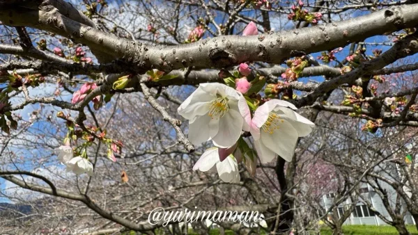 茶堂公園の桜の花 2026年3月26日 咲き始めのソメイヨシノ