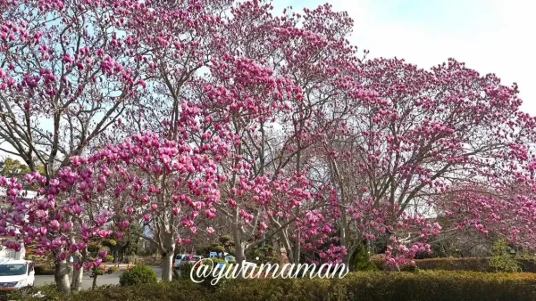 東温市 森の交流センター モクレン 開花状況 2026年3月17日-1