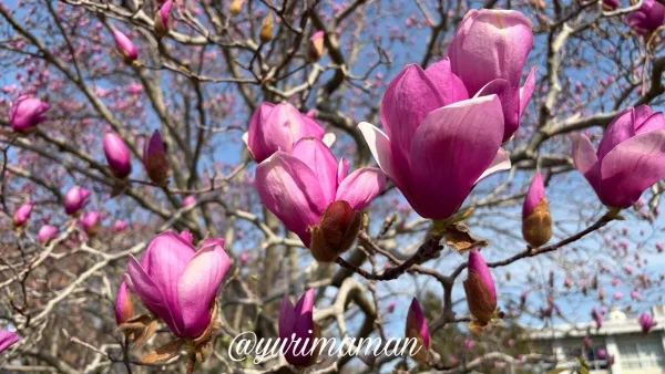 東温市 森の交流センター モクレン 花のアップ 2026年3月17日