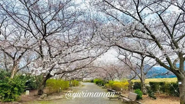 東温市 森の交流センター ソメイヨシノ 桜