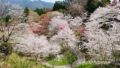 宇和島市保田公園の桜の谷のような景色