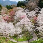 宇和島市保田公園の桜の谷のような景色