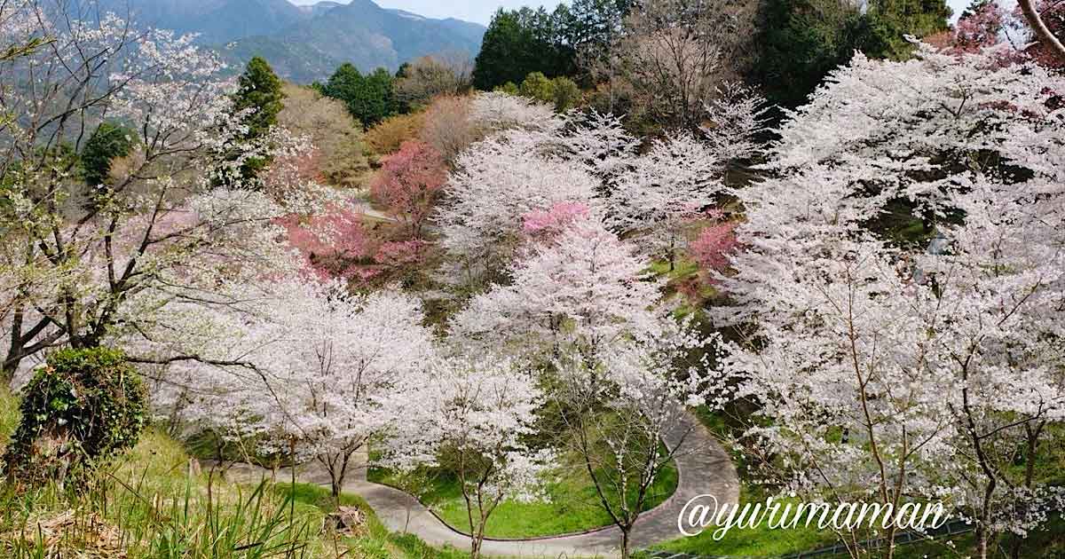 宇和島市保田公園の桜の谷のような景色