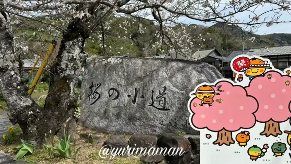 宇和島市吉田町 桜の小道