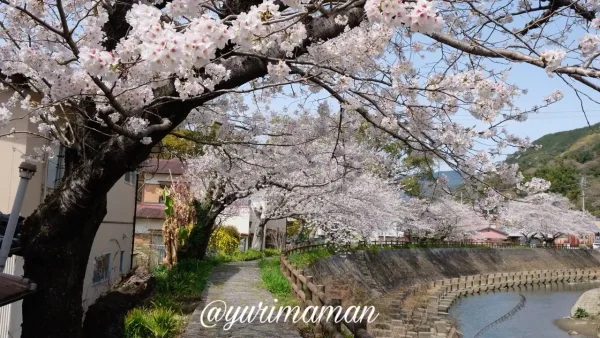 宇和島市吉田町 桜の小道 川沿いに続く桜並木5