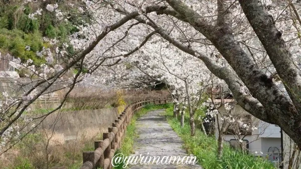 宇和島市吉田町 桜の小道 川沿いに続く桜並木2