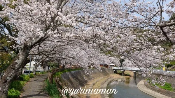 宇和島市吉田町 桜の小道 川沿いに続く桜並木3