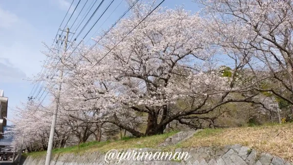宇和島市吉田町 桜の小道 川沿いに続く桜並木4