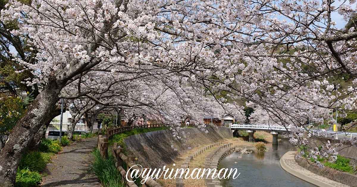 宇和島市吉田町 桜の小道 川沿いに続く桜並木