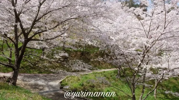 保田公園の桜に囲まれた遊歩道 - ゆりママんブログ 保田公園の桜に囲まれた遊歩道