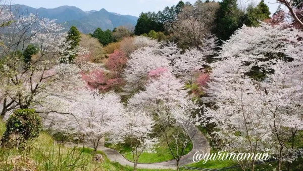 宇和島市保田公園の桜が広がる春の風景 - ゆりママんブログ 宇和島市保田公園の桜が広がる春の風景