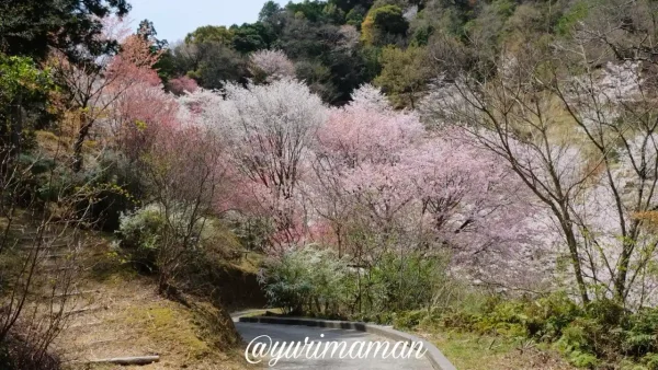 保田公園の桜並木と遊歩道(宇和島市)1 - ゆりママんブログ 保田公園の桜並木と遊歩道(宇和島市)1