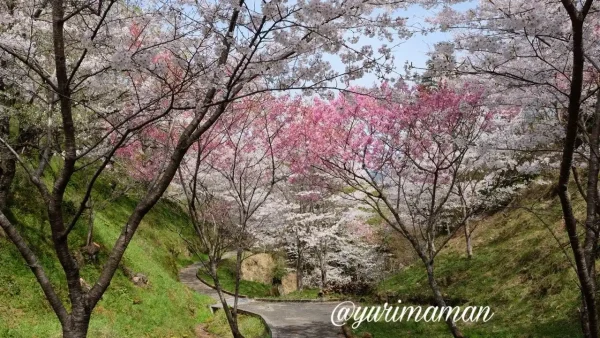 保田公園の桜並木と遊歩道(宇和島市)2 - ゆりママんブログ 保田公園の桜並木と遊歩道(宇和島市)2