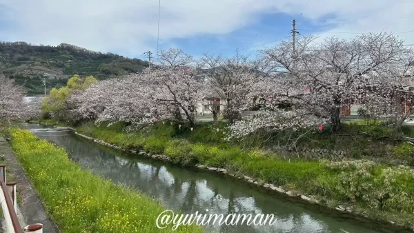 八幡浜市保内町 喜木川の桜並木2