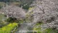 八幡浜市保内町 喜木川の桜並木