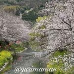 八幡浜市保内町 喜木川の桜並木