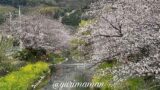 八幡浜市保内町 喜木川の桜並木