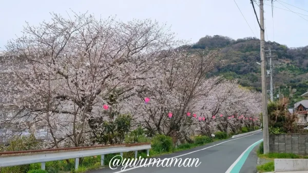 八幡浜市保内町 喜木川の桜並木3