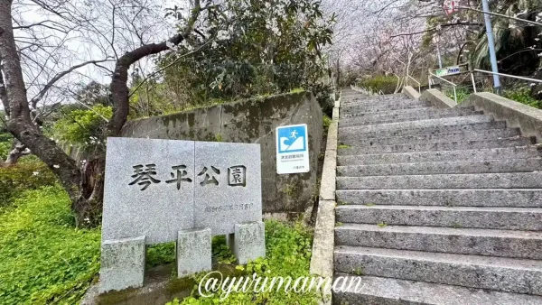 八幡浜市保内町 琴平公園の桜1