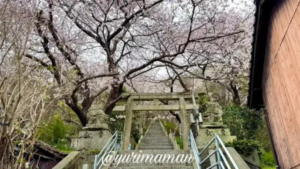 八幡浜市保内町 琴平公園の桜2