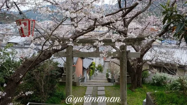 八幡浜市保内町 琴平公園の桜3