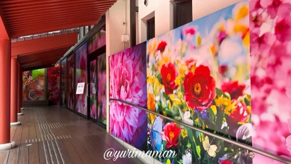 道後温泉 飛鳥乃湯泉 通路 花のパネルアート 蜷川実花1