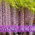 愛媛の藤の花スポットまとめ2026年 見頃と開花状況 藤棚のようす