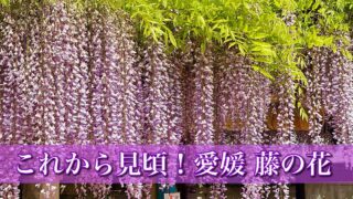 愛媛の藤の花スポットまとめ2026年 見頃と開花状況 藤棚のようす