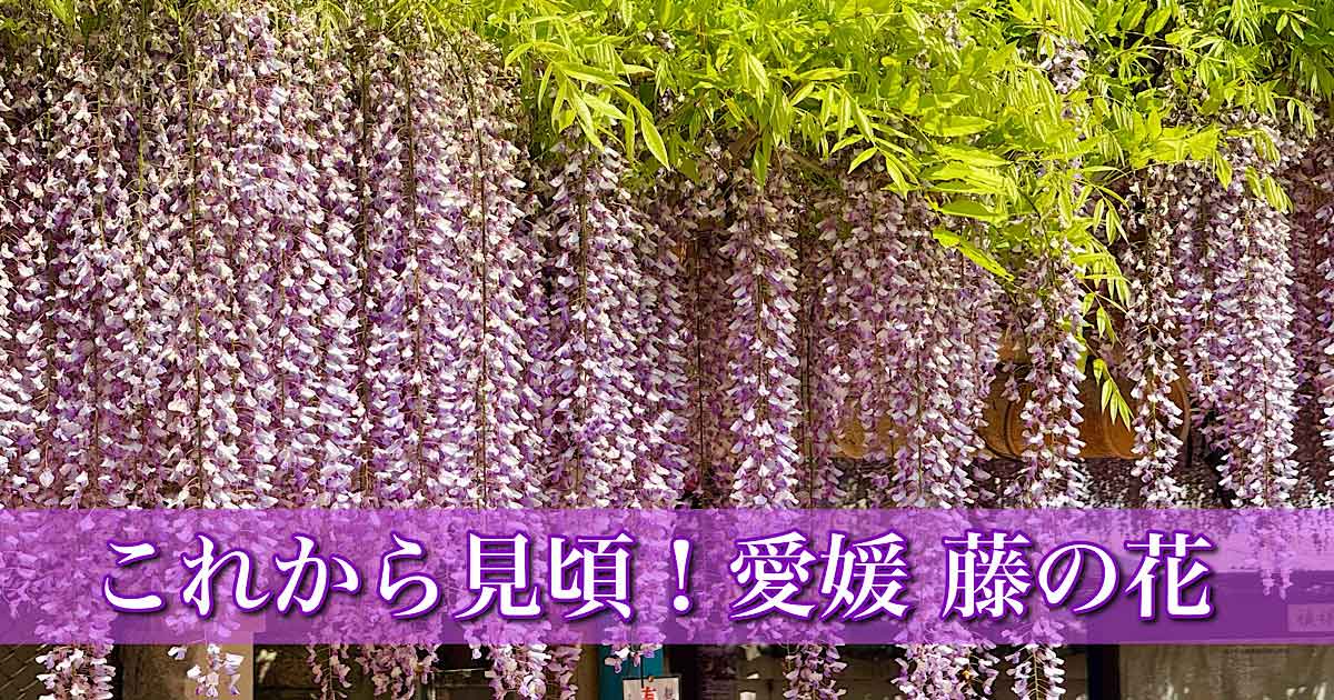 愛媛の藤の花スポットまとめ2026年 見頃と開花状況 藤棚のようす