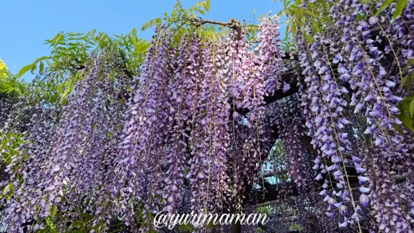 今治市 姫坂神社の藤の花 垂れ下がる花房1