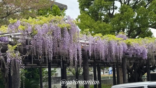 今治市 姫坂神社の藤棚 2026年4月17日 咲き始めのようす