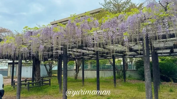 今治市 姫坂神社の藤棚 2026年4月17日 開花状況(3〜4分咲き) - ゆりママんブログ 今治市 姫坂神社の藤棚 2026年4月17日 開花状況(3〜4分咲き)