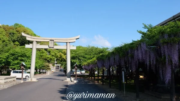 今治市 姫坂神社の藤の花 朝9時は影になっている様子