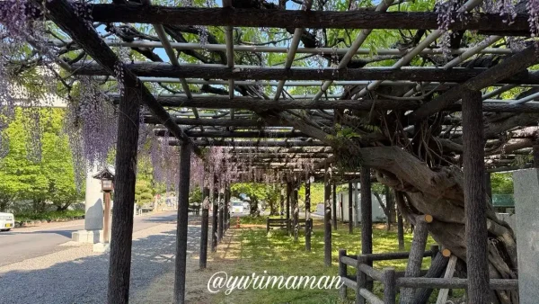 今治市 姫坂神社の藤棚 通路を歩くようす