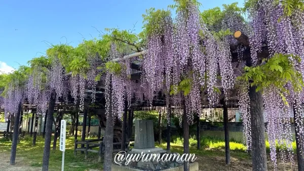 今治市 姫坂神社の藤棚 下から見上げた景色