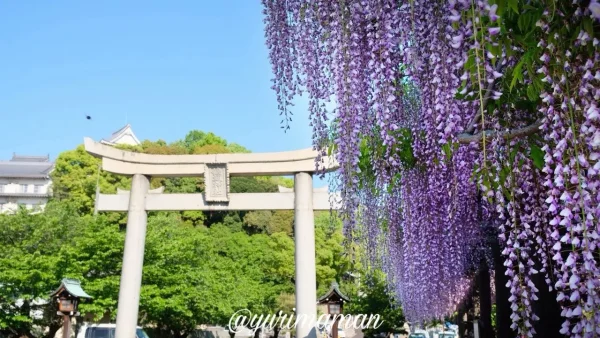 今治市 姫坂神社 鳥居と藤棚の風景
