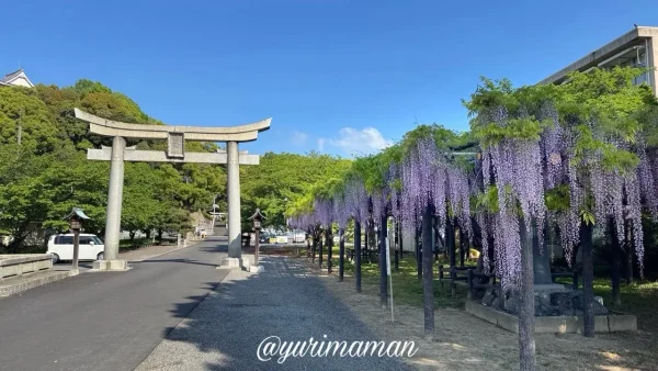 今治市 姫坂神社の藤棚 全体のようす（満開時）