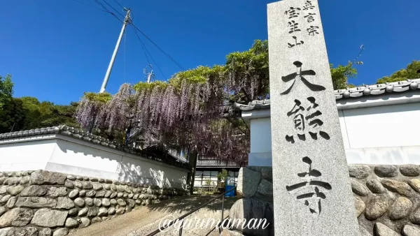 今治市・大熊寺の藤棚 山門を覆う満開の藤の花(2025年4月撮影)1 - ゆりママんブログ 今治市・大熊寺の藤棚 山門を覆う満開の藤の花(2025年4月撮影)1