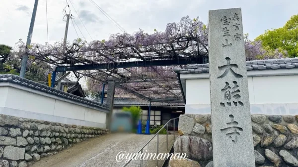 今治市・大熊寺の藤棚 山門と咲き始めの藤の花（2026年4月撮影）