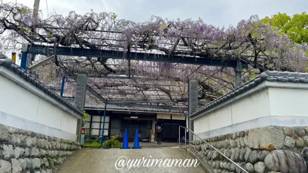 今治市大熊寺の境内に広がる藤棚 2026年の開花状況（咲き始め）