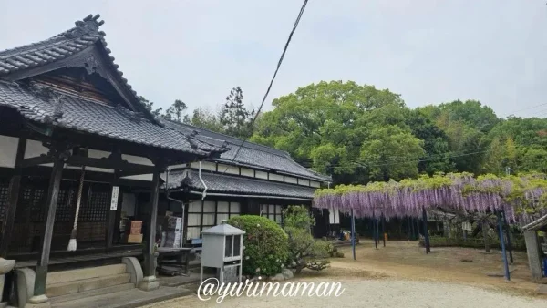今治市の大熊寺 本堂と藤棚のある風景 春の花スポット - ゆりママんブログ 今治市の大熊寺 本堂と藤棚のある風景 春の花スポット