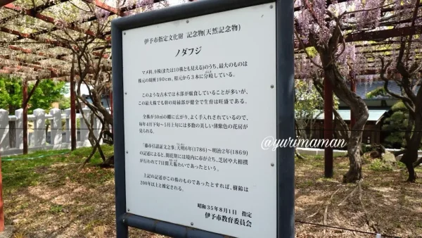 伊予市 伊豫稲荷神社の天然記念物に指定された藤の看板 - ゆりママんブログ 伊予市 伊豫稲荷神社の天然記念物に指定された藤の看板
