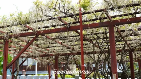 伊予市 伊豫稲荷神社の白藤 - ゆりママんブログ 伊予市 伊豫稲荷神社の白藤