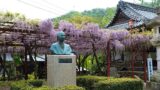 伊予市 伊豫稲荷神社の藤棚と神社の風景